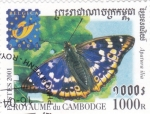 Sellos de America - Camboya -  Mariposa