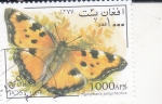 Stamps Afghanistan -  Mariposa