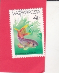 Sellos de Europa - Hungr�a -  pez-Espléndido Killifish (Aphyosemion multicolor)