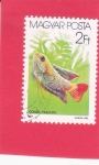 Stamps : Europe : Hungary :  pez- Gourami con bandas (Colisa fasciata)