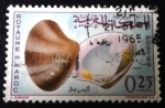 Stamps : Africa : Morocco :  Moluscos. Pitaria chione