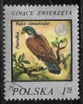 Stamps Poland -  Falco tinnunculus