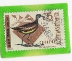 Stamps Uruguay -  Jacana Spinosa