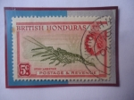 Stamps : America : Honduras :  British Honduras- Spiny Lobster-Langosta Espinosa (Pnulirus argus)-Sello de 5 Cénts. Hondura Británi