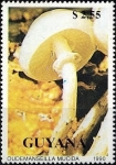 Stamps : America : Guyana :  Hongos (1990), Hongos de porcelana (Oudemansiella mucida)