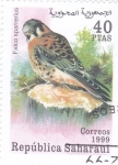 Stamps Morocco -  AVE-ALCÓN  SPARRERIUS