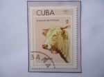 Sellos de America - Cuba -  Razas Bovinas - Charolaise.