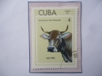 Stamps Cuba -  Razas Bovinas - Suiza Parda.