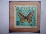 Stamps Ecuador -  Mariposa Cola de Golondrina de Cramer (Battus Lycidas)- Sello de 80 Ctvs. Año 1961