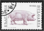 Sellos de Europa - Bulgaria -  Animales domesticados, cerdo doméstico (Sus scrofa domestica)