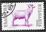 Stamps Bulgaria -  Animales domesticados, macho cabrío (Capra hircus)