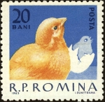 Sellos de Europa - Rumania -  Aves de corral domésticas, pollo (Gallus gallus domesticus)