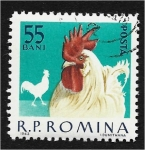 Stamps Romania -  Aves de corral domésticas, Leghorn blanco (Gallus gallus domesticus)