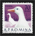 Sellos de Europa - Rumania -  Aves de corral domésticas, ganso (Anser anser domestica)