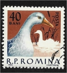 Sellos de Europa - Rumania -  Aves de corral, pato (Anas platyrhynchos domestica)