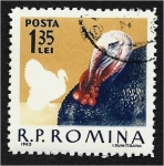 Stamps Romania -  Aves de corral, pavo macho (Meleagris gallopavo)