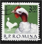 Sellos de Europa - Rumania -  Aves de corral domésticas, cuello desnudo de Transilvania (Gallus gallus domesticus)