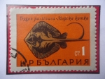 Sellos de Europa - Bulgaria -  Trygon Pastinaka-Raya Látigo-Manta Raya (Dasyatis pastinaca)-Pez del Nabio-Sello 1Ct-stotinka, Bg