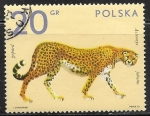 Stamps Poland -  Acinonyx jubatus