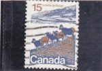 Stamps Canada -  CABRAS SALVAJES 