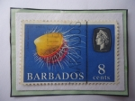 Stamps Barbados -  Elizabeth II - File Shell  (Ctenoides Scober)
