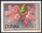 Stamps : Europe : Poland :  Rhododendron japonicum