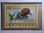 Stamps Venezuela -  Picudo del Algodón-Anthonomus grandis Boh- Plaga del Algodón