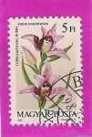 Stamps Hungary -  Plantas