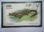 Sellos de America - Cuba -  Reptiles - Cocodrilo (Crocod ylus rhombifer 