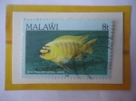 Stamps : Africa : Malawi :  Gold Pseudotropheus Zebra-Kawanga de Oro-Serie:Pez -1984/86-Sello de 8 Tambala.
