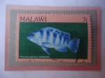 Stamps : Africa : Malawi :  pseudotropheus Lombardo - Kenyi Cichlid - Sello de 7 Tambola de Malawi, año 1984