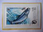 Stamps Poland -  Salmón Atlántico (Salmo )-solar -Peces y Protección del Medio Ambiente.