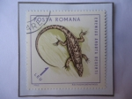 Stamps Romania -  Eremias Arguta Deserti-Lagarto Corredor de la estepa- Sello de 1 Lei Rumano, año 1965