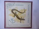 Stamps Romania -  Ablepharus Kitaibelii Fitzingeri- Eslizón de Cobre Europeo.