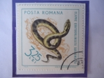 Stamps Romania -  Elaphe Quatuorlineata sauromates - Serpiente de Cuatro Líneas