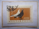 Stamps Hungary -  Exposición de Palomas Pico Corto (Columba livia firma doestica)Budapest 1957-Sello de 40 Fillér