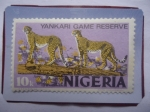 Sellos de Africa - Nigeria -  Yankari Game reserve- leopardos (Acinonyx jubatus)- Señño de 10 kobo nigeriano, año 1973