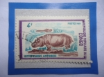 Sellos de Africa - Rep�blica del Congo -  Congo, República (Brazzaville)-Hipopotamo (Hippopotamus amphhibius)-Serie:Animales Salvajes 1972- Se