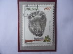 Stamps Poland -  Jabalí (Sus Scrofa)- Casería de Jabalíes.