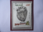 Sellos de Europa - Polonia -  Jabalí (Sus Scrofa)- Casería de Jabalíes.