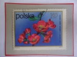 Stamps Poland -  Membrillo Chino - Flores de arbustos- Sello de 1,65 Zloty Polaco
