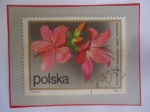 Sellos de Europa - Polonia -  Azalea Japonesa (Rhadodendro japonicus() - Flores de arbustos- Sello de 40 groz polaco