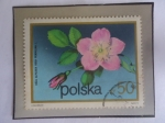 Stamps Poland -  Rosa Alpina (Rose pendulina)- Flores de arbustos- Sello de 50 grosz polaco