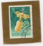 Stamps Romania -  Insectos
