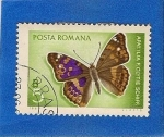 Stamps Romania -  Mariposa