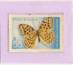 Sellos de Europa - Rumania -  Mariposa