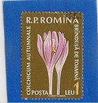 Stamps Romania -  Plantas