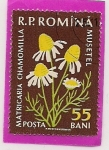 Stamps Romania -  Plantas