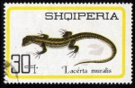 Stamps : Europe : Albania :  Lacerta Muralis
