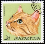 Stamps : Europe : Hungary :  Gatos: Pelirrojo domestico